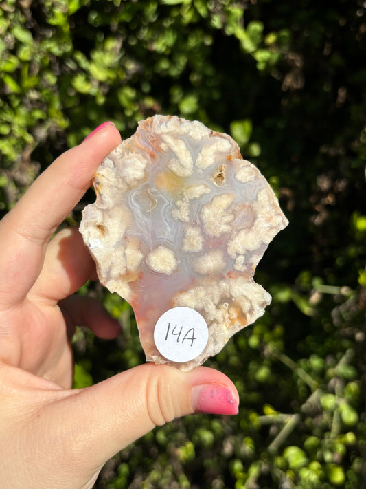 Flower Agate face polished slabs