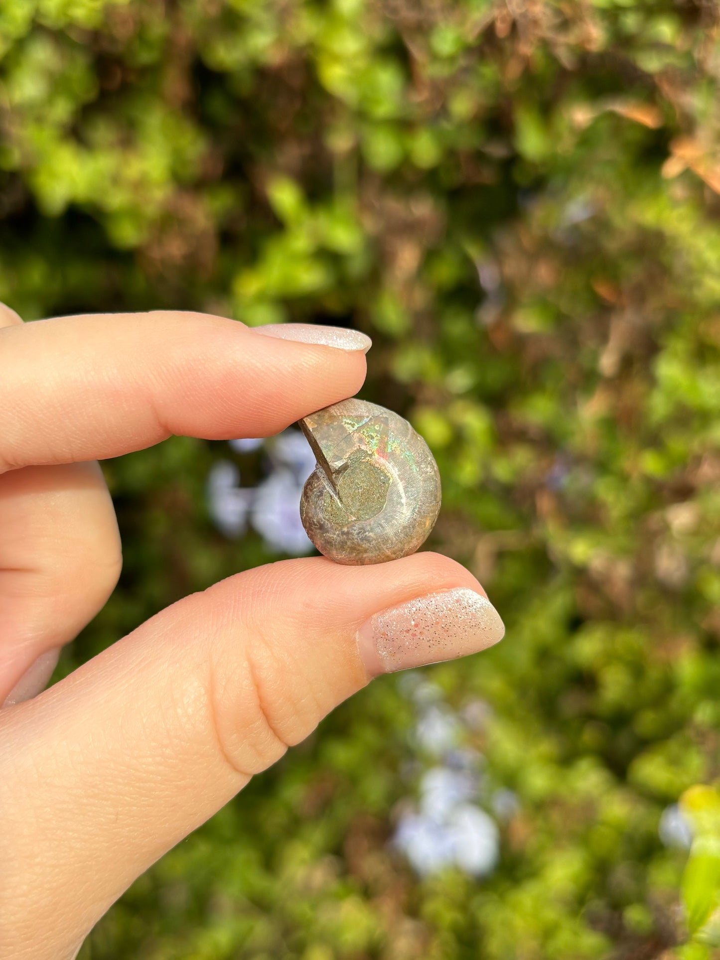 Ammonite fossils