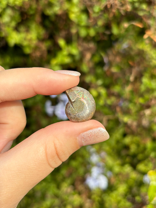 Ammonite fossils