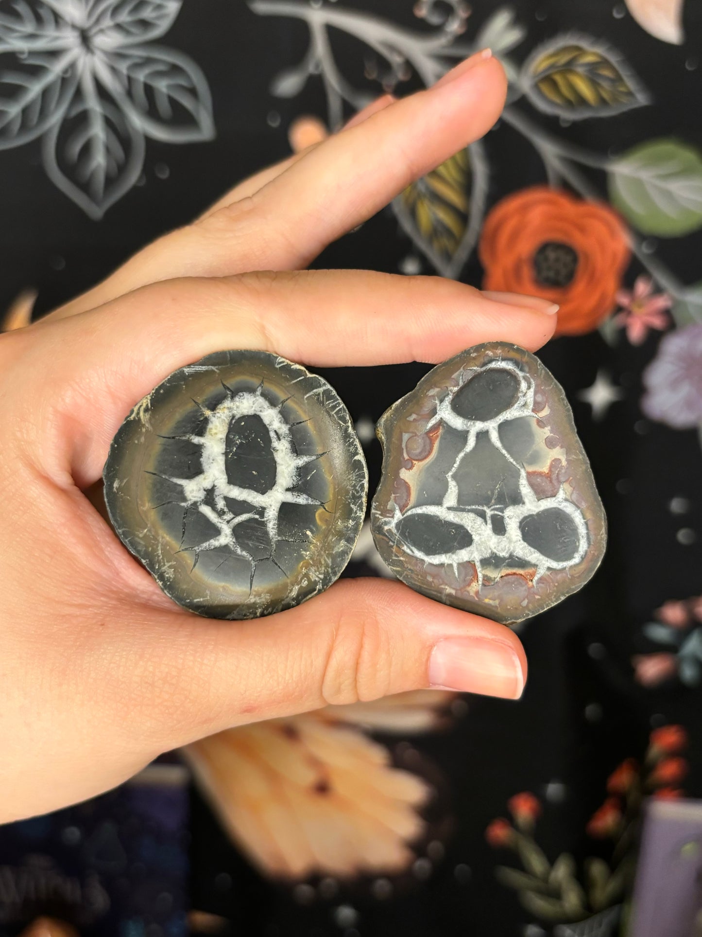 Septarian Nodules