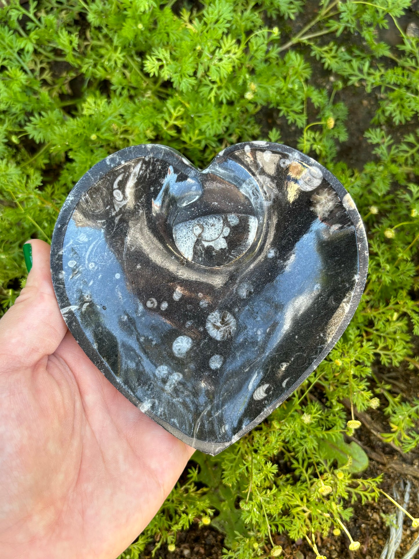 Orthoceras heart bowls