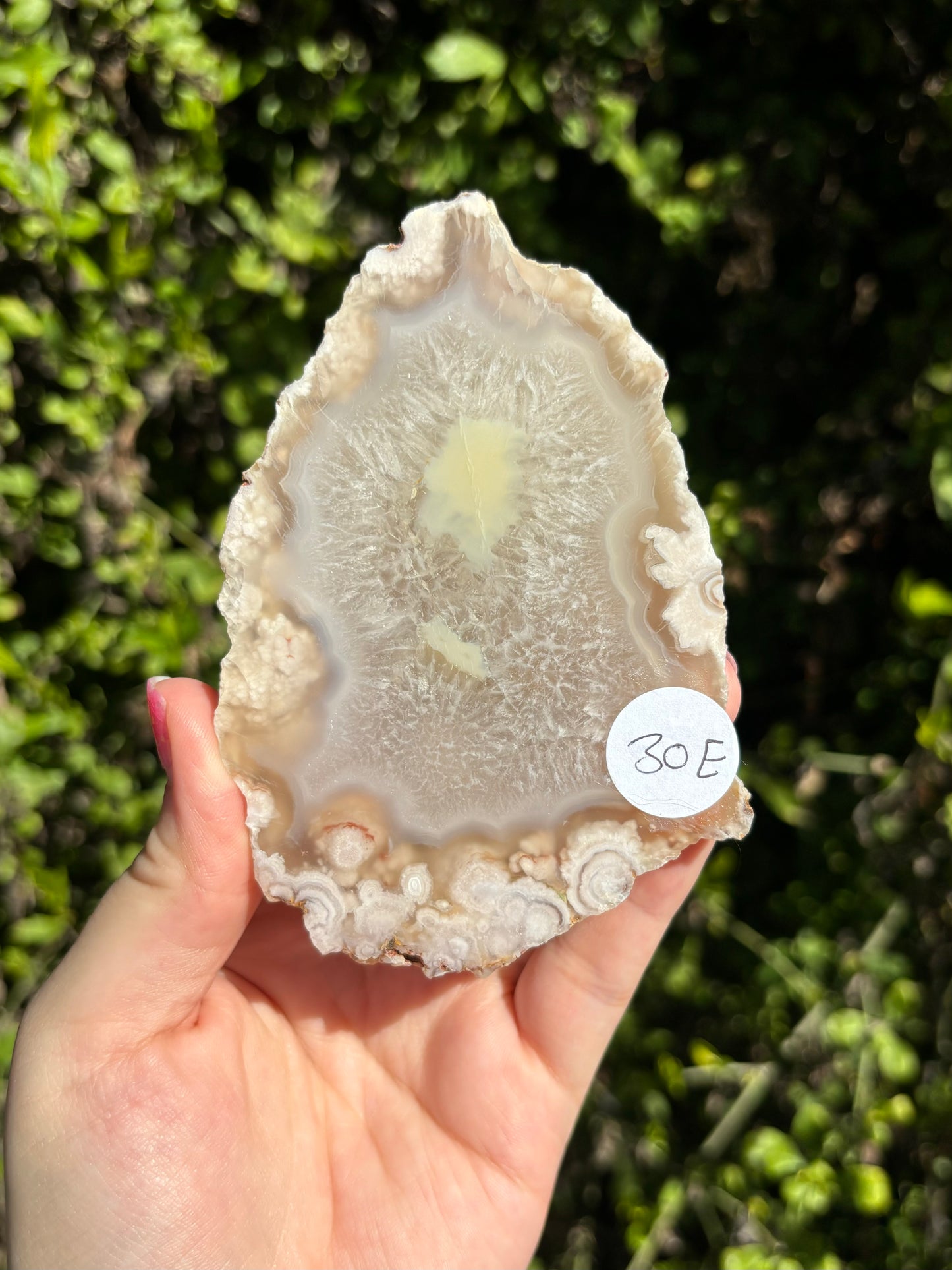 Flower Agate face polished slabs