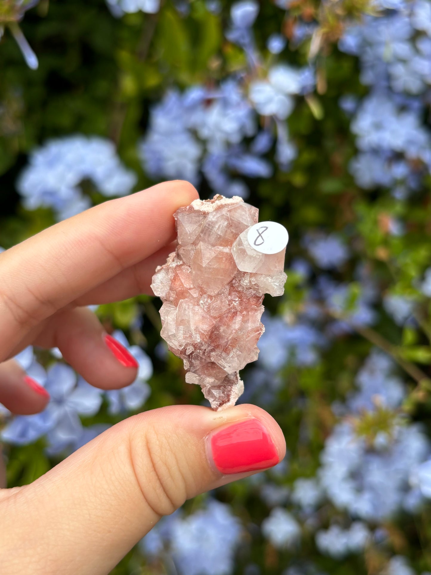 Pink Apophyllite clusters