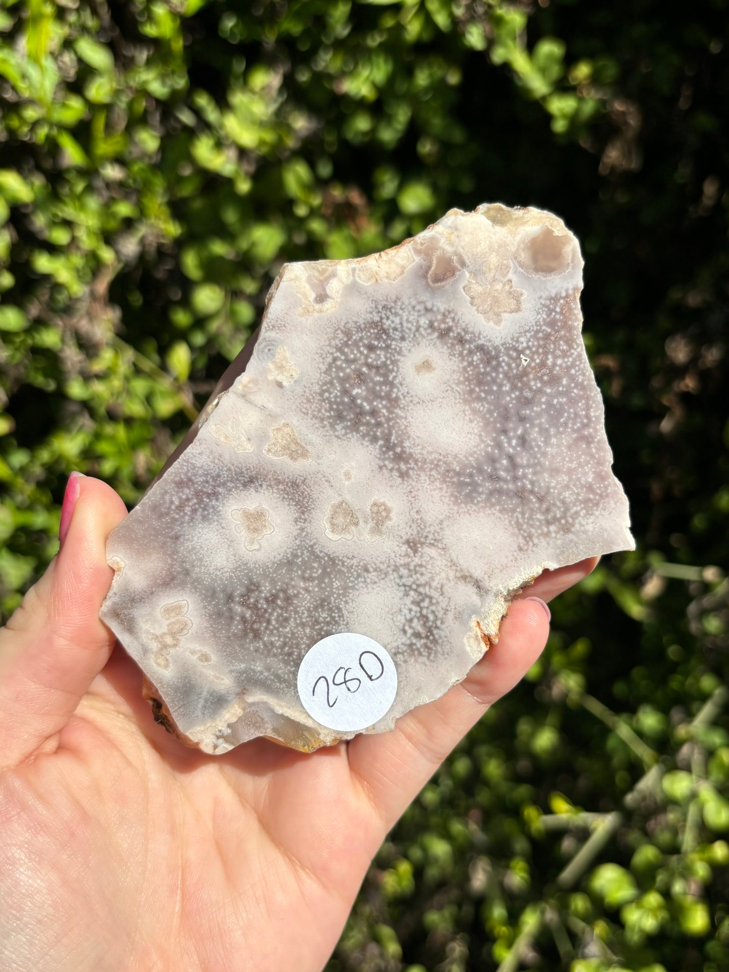 Flower Agate face polished slabs