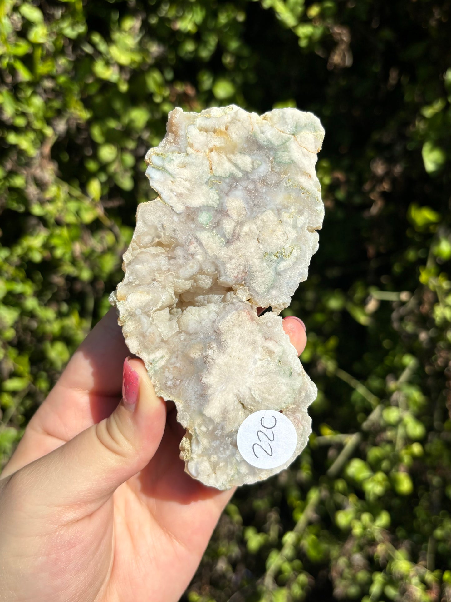 Flower Agate face polished slabs