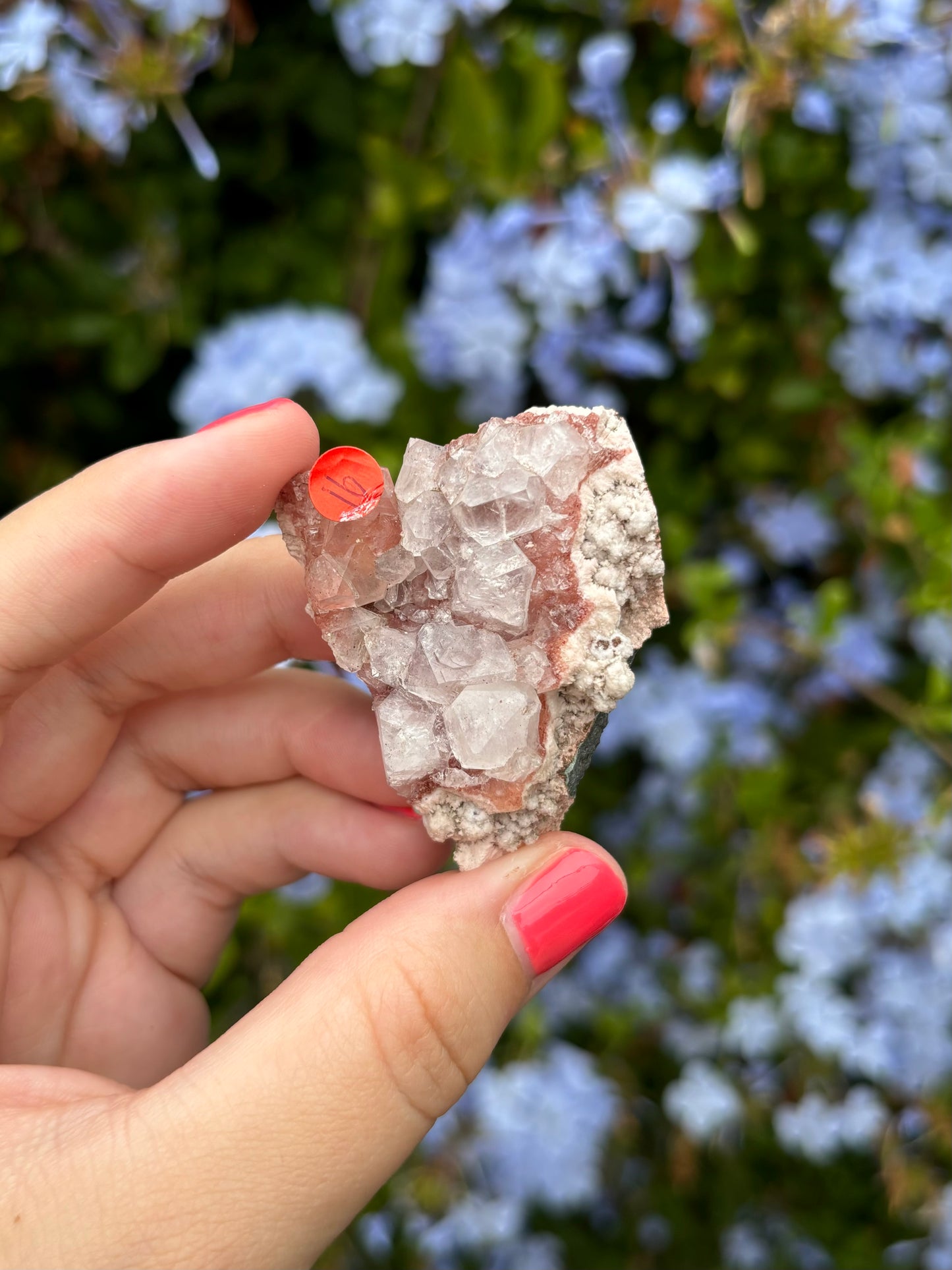 Pink Apophyllite clusters