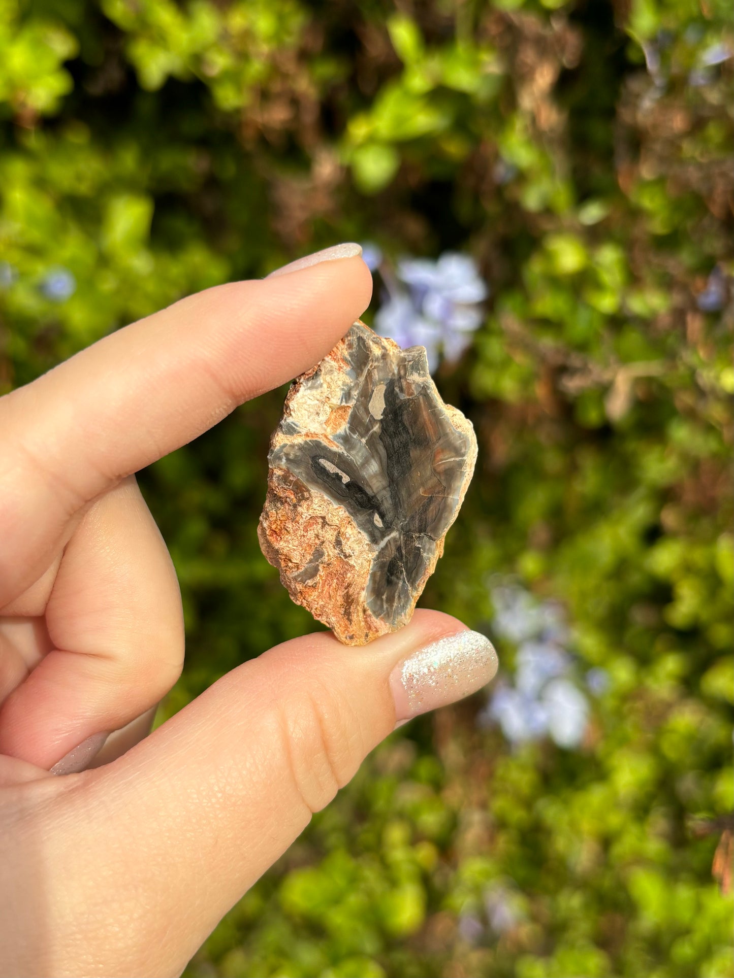 Mini Petrified Wood slices