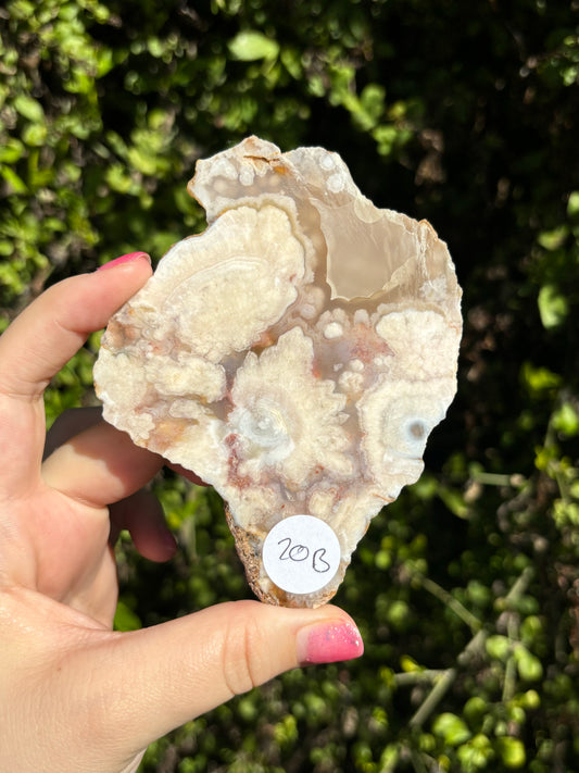 Flower Agate face polished slabs