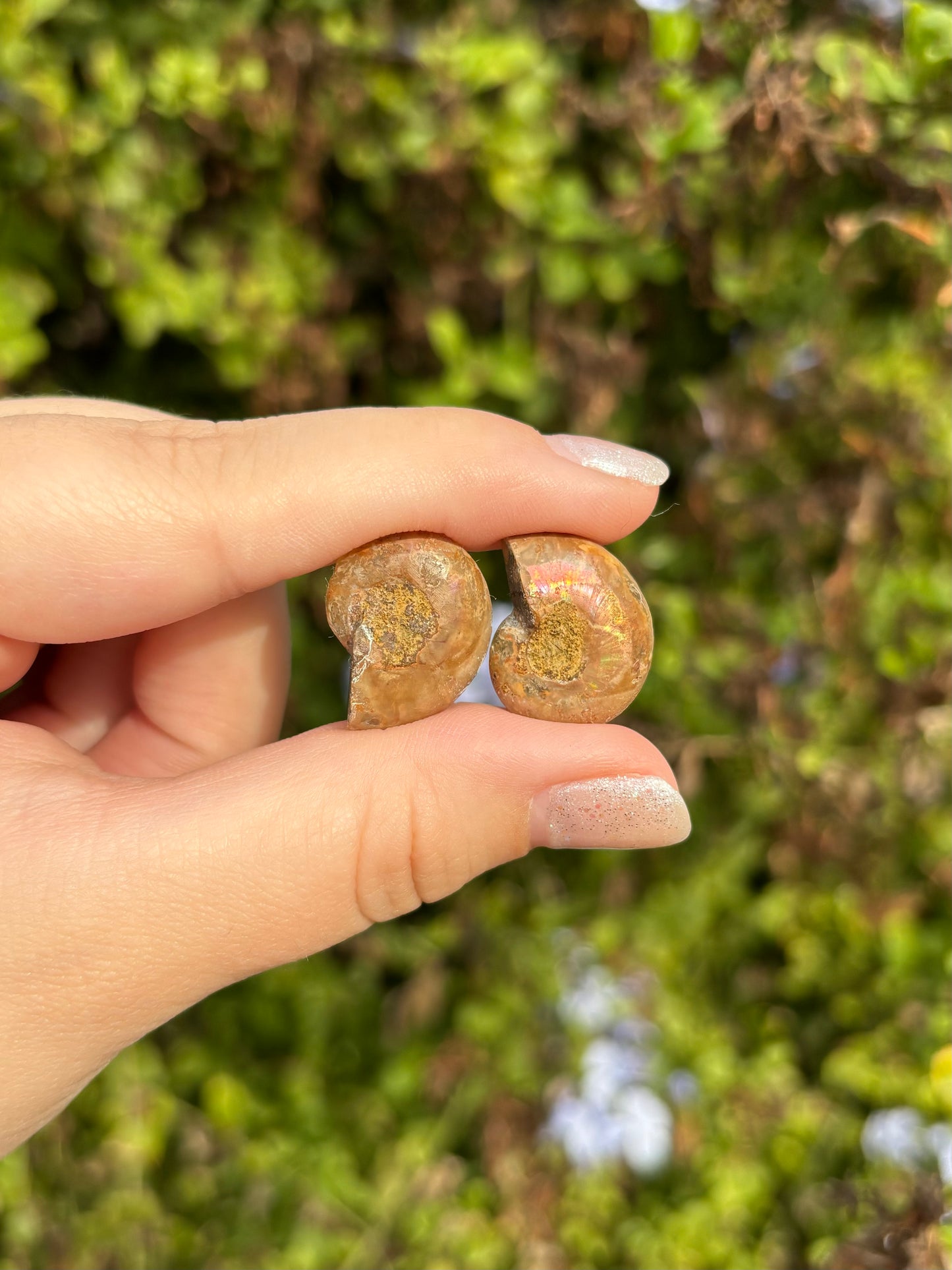 Ammonite fossils