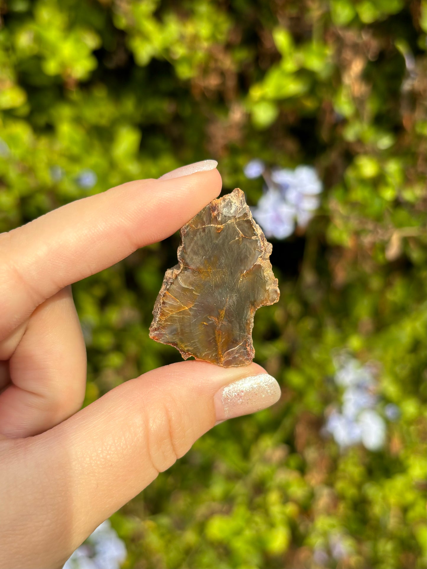 Mini Petrified Wood slices