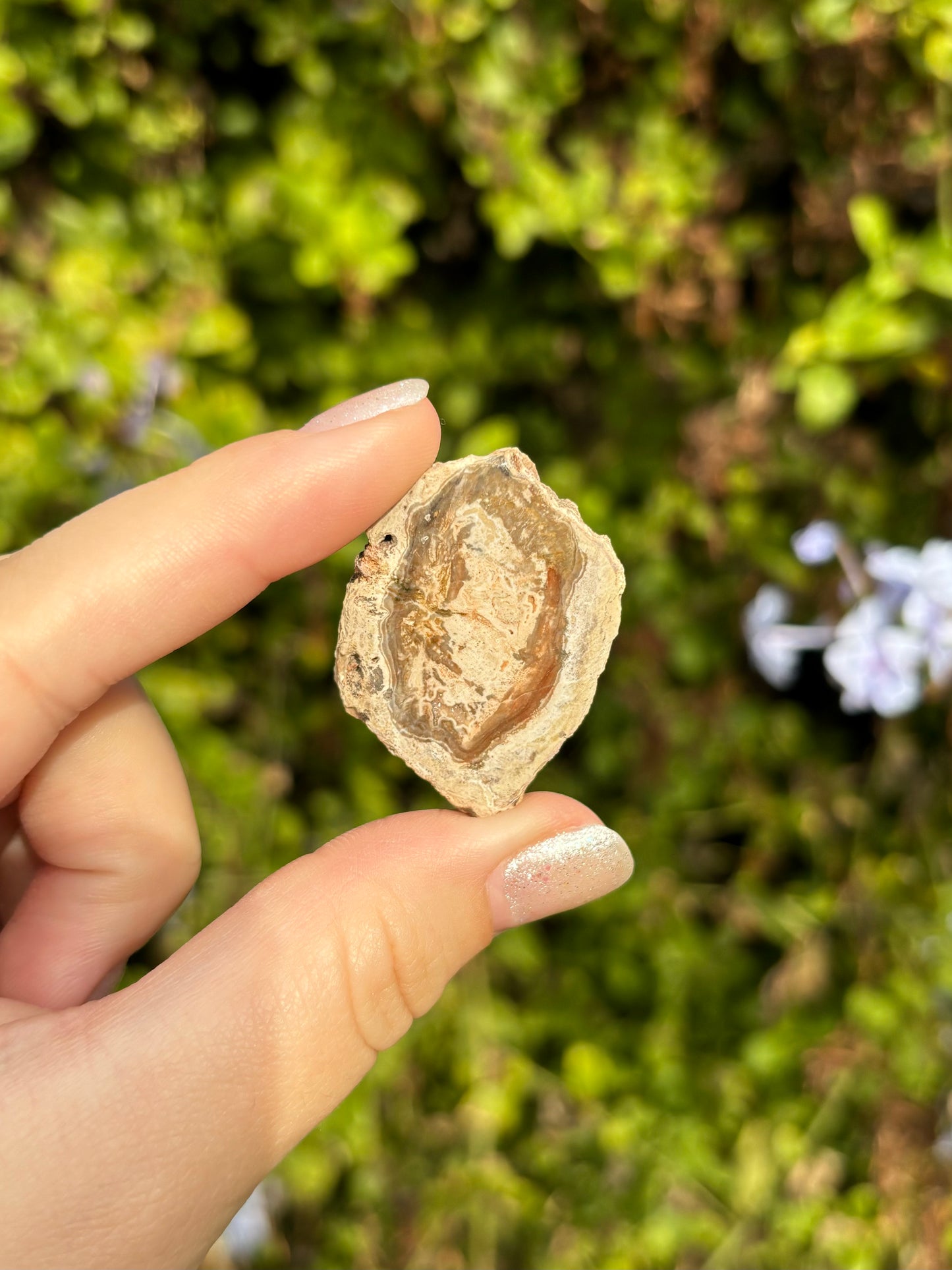 Mini Petrified Wood slices