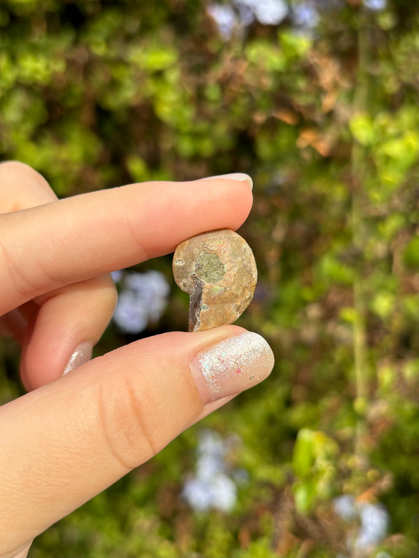 Ammonite fossils