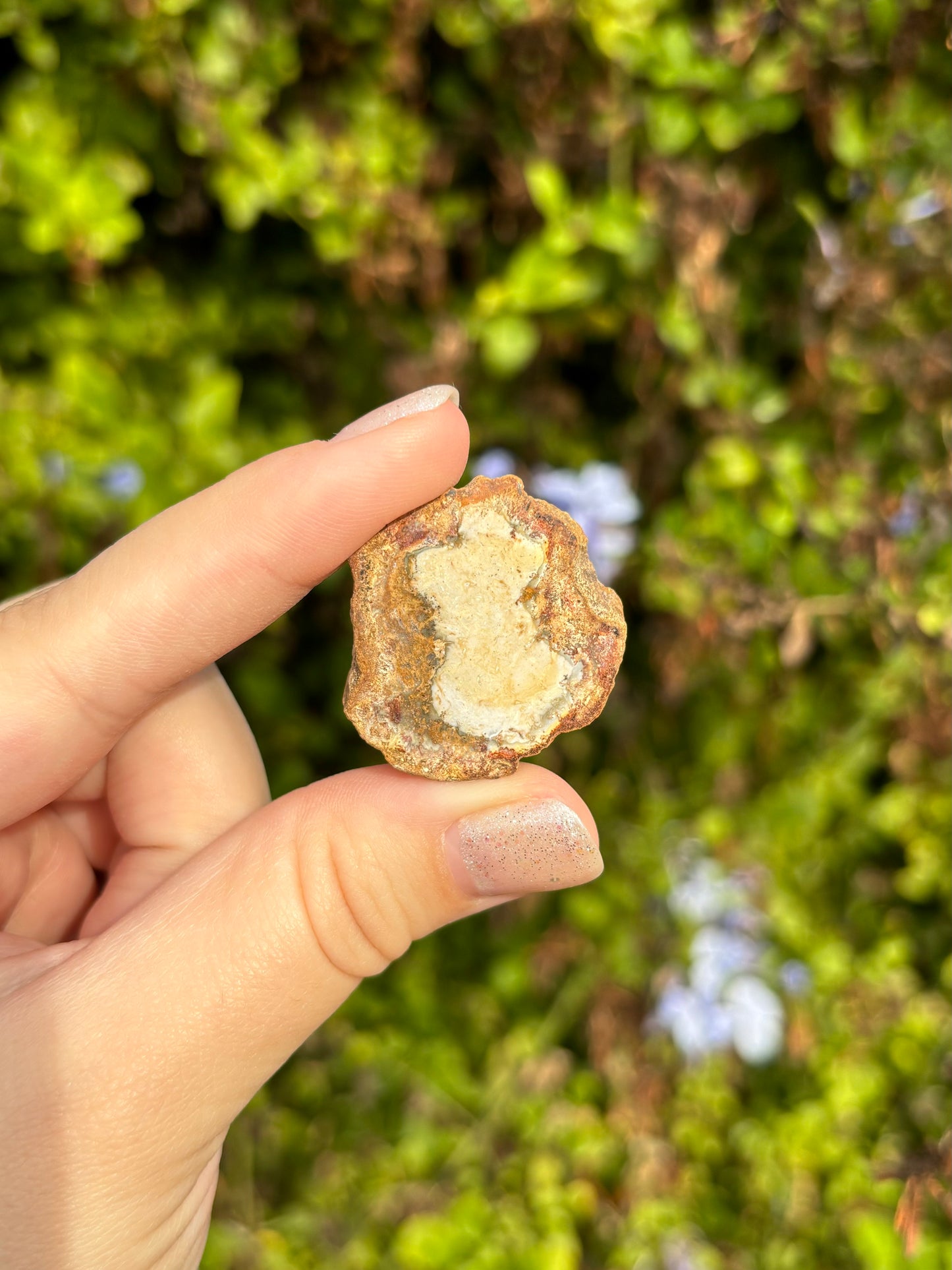 Mini Petrified Wood slices