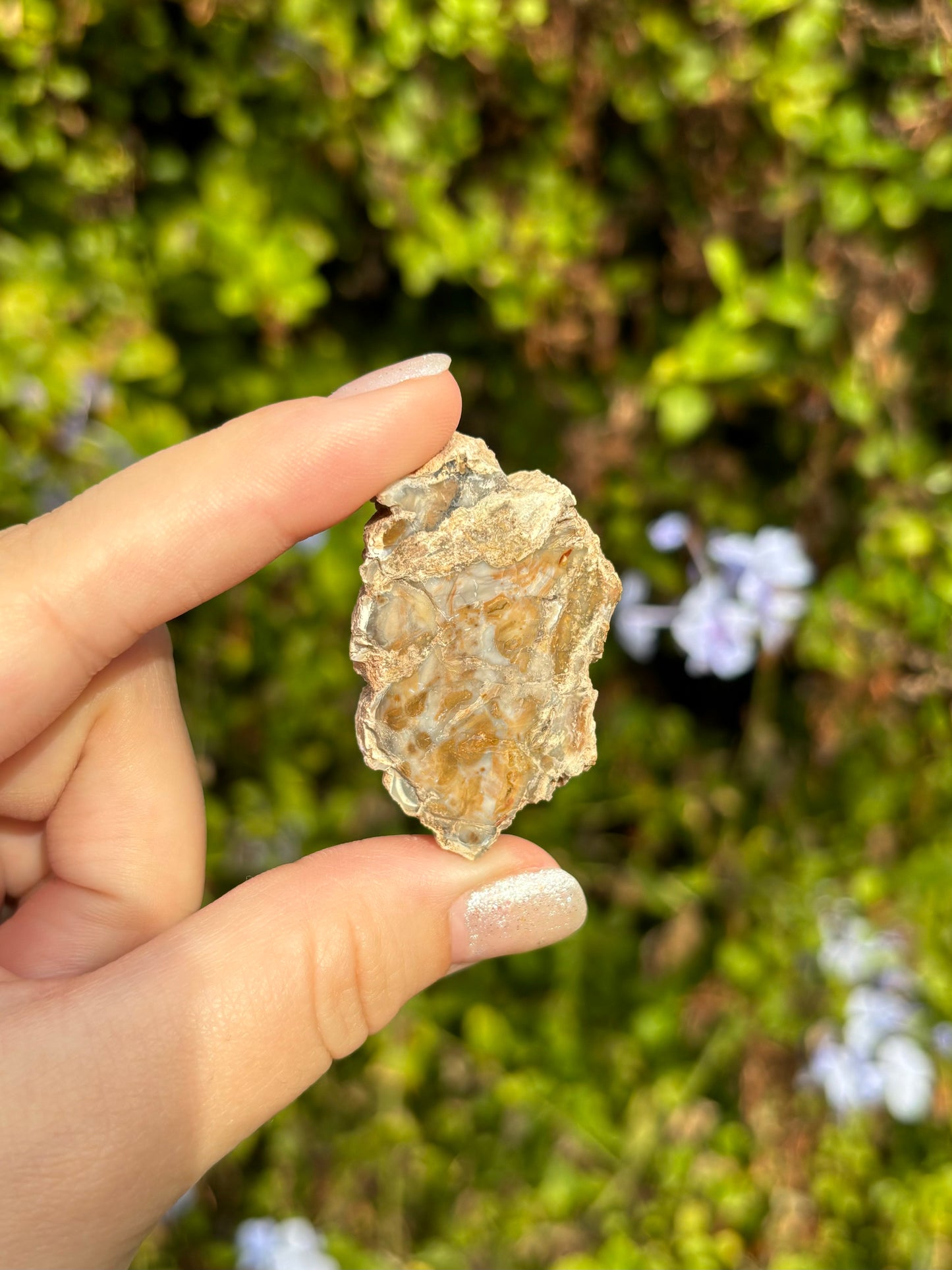 Mini Petrified Wood slices