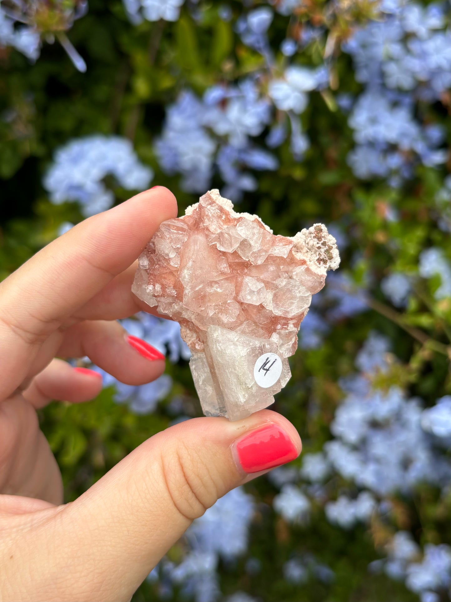 Pink Apophyllite clusters