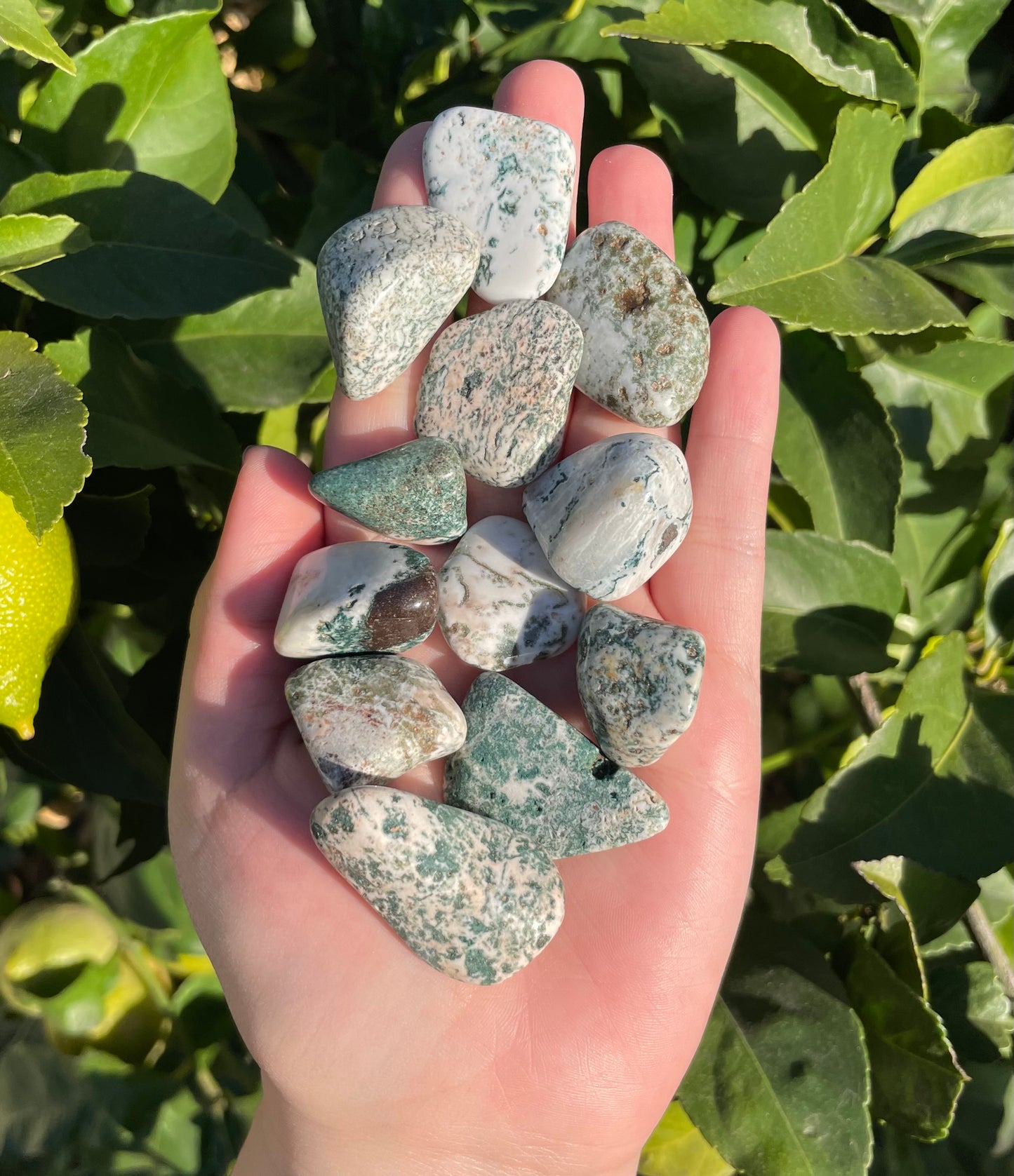 Tree Agate Tumbles