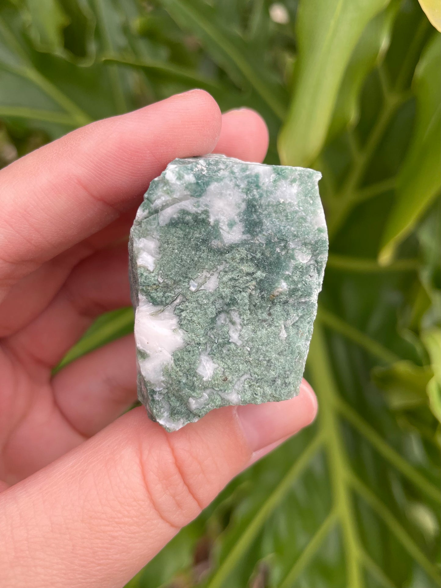 Raw Tree Agate